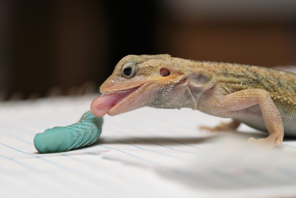 Bearded Dragon Babies for Sale - Pet Central - Pet Central