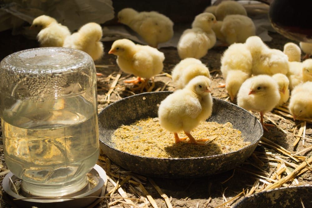 Small Thermometer  Chickens For Backyards