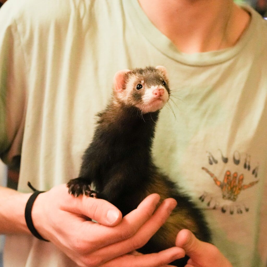 Ferret animal for store sale