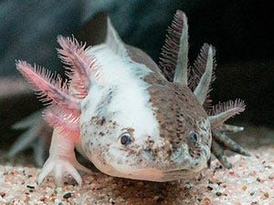 Axolotl Prices in 2023: Purchase Cost, Supplies, Food, and More!